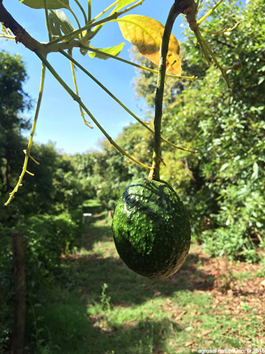 Avocado farm landscape