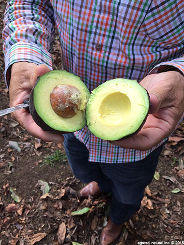 Green avocados on tree