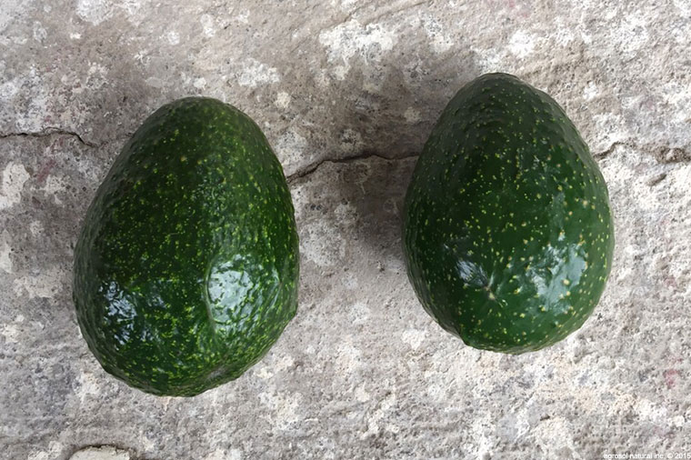 Fresh avocado harvest